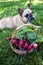 Fresh red white organic radishes with leaves on basket with french bulldog