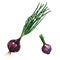 Fresh red young onion bulbs with green sprouts, food ingredient, isolated, close-up, hand drawn watercolor illustration