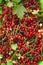 Fresh redcurrants harvest close up