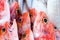 Fresh redfishes and other seafood on market in Morocco ready for