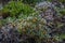 Fresh Rhododendron Adamsii. Sagan-Dale, Sagaan Dali, White Wing, Shandala. Medical tea growing in mountains of Siberia