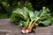 Fresh rhubarb stalks with leaves on a wooden garden table