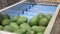 Fresh ripe appetizing avocado running on rolling conveyor of production line