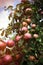 Fresh ripe apples on tree in summer garden. Apple harvest