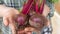 Fresh ripe beetroots in a hands of farmer.