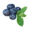 Fresh and ripe bilberries with green mint, isolated on a white background. Healthful and sweet blueberries, close-up.