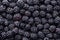 Fresh ripe blackberries as background