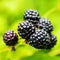 Fresh ripe blackberries in a nature