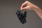 Fresh ripe blue grapes held in hand by Caucasian male hand. Close up studio shot,  on gray