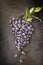 Fresh ripe Bunches of black Grapes berries on kitchen table