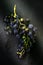 Fresh ripe Bunches of black Grapes berries on kitchen table. C