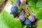 Fresh and ripe bunches of red wine grapes growing in garden. Close up view.