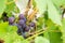 Fresh and ripe bunches of red wine grapes growing in garden. Close up view.