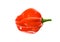 Fresh ripe Caribbean Red Habanero hot chili pepper