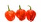 Fresh ripe Caribbean Red Habanero hot chili pepper