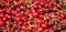 Fresh ripe cherries background