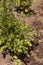 Fresh ripe cilantro grows on a small organic farm