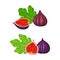 Fresh ripe fig fruit set. Whole and half delicious tropical fruit vector illustration