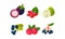 Fresh ripe fruits and berries set, mangosteen, sugar apple, synsepalum, currant, raspberry, black chokeberry vector