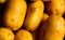 Fresh Ripe Garden Brown Potatoes Closeup