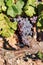 Fresh ripe grapes hanging on vineyard in Urla, Turkey