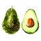 Fresh ripe green avocado, whole and slice with core, close-up, package design element, organic vegetarian food, isolated