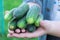 Fresh ripe green delicious cucumbers in your hands.