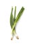 Fresh ripe green spring onions shallots or scallions on white background