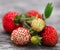 Fresh ripe and green strawberries