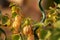 Fresh ripe green and yellow cape gooseberries hang on shrub in warm sunlight