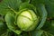 Fresh ripe head of green cabbage Brassica oleracea with lots of leaves growing in homemade garden, short before the harvest.