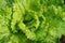 Fresh ripe head of lettuce cabbage Lactuca sativa with lots of leaves growing in homemade garden. Close-up.