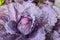 Fresh ripe head of red cabbage Brassica oleracea with lots of leaves growing in homemade garden. View from above, close-up.