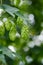 Fresh ripe hop cones on hops yard