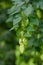 Fresh ripe hop cones on twig at hops yard