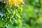 Fresh and Ripe Hops ready for harvesting. Beer production ingredient. Brewing concept. Fresh Hop over blurred nature green