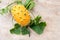 Fresh ripe horned melon, kiwano with vine and leaves, Cucumis metuliferus, on ceramic background