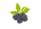 Fresh ripe juicy blackberry with leaves, organic sweet black berry with leaf, healthy dessert food, closeup, isolated on