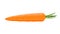Fresh ripe juicy carrot with short green stem isolated. Close up. vector illustration