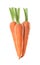 Fresh ripe juicy carrots isolated