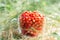 Fresh ripe juicy peeled small wild strawberries in big transparent glass round mug standing on green grass meadow