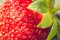 fresh ripe juicy strawberry close up /fresh ripe juicy strawberry close up. Dessert. Gourmet food