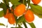 Fresh, ripe kumquats fruit on growing kumquat plant with green l