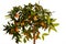 Fresh, ripe kumquats fruit on growing kumquat plant with green l