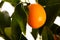 Fresh, ripe kumquats fruit on growing kumquat plant with green l
