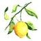 Fresh ripe lemon with leaf on branch isolated, watercolor illustration