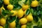 Fresh and Ripe Lemons hanging on a branch with Leaf