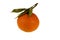 Fresh ripe mandarin orange with twig and leaves