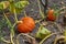 Fresh ripe orange pumpkins on the ground