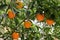 Fresh ripe oranges growing on tree outdoors